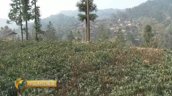 【厉害】中医药产业迎来新机遇! 中国标准 引领