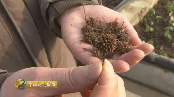 【厉害】中医药产业迎来新机遇! 中国标准 引领