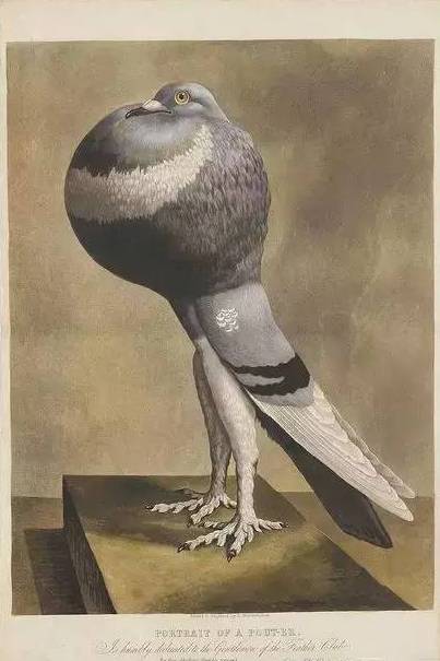 世界上最漂亮的鸽子,竟美过孔雀!大饱眼福~