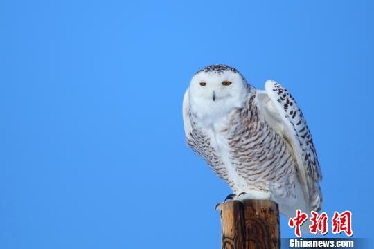 北极野生动物---雪鸮在新疆哈巴河县境内一电线杆上栖息。　刘是何 摄