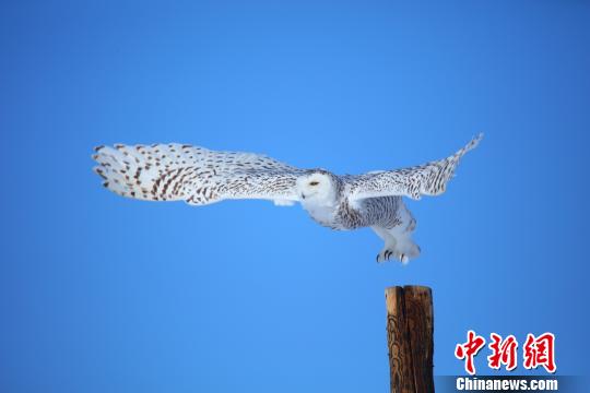 小憩过后，雪鸮张开翅膀翱翔于蓝天之中。　刘是何　摄