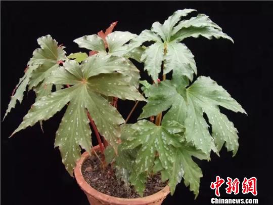 健翅秋海棠 中国科学院昆明植物研究所供图 摄
