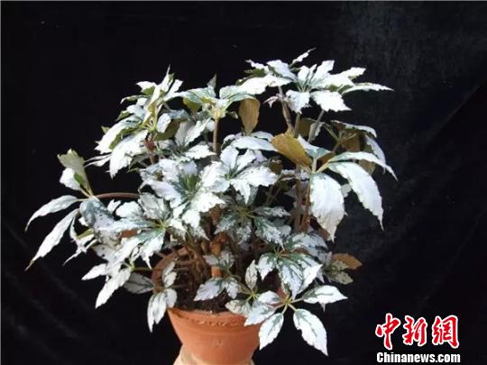 银靓秋海棠 中国科学院昆明植物研究所供图 摄