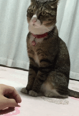 确认过眼神，是让我惊掉下巴的人