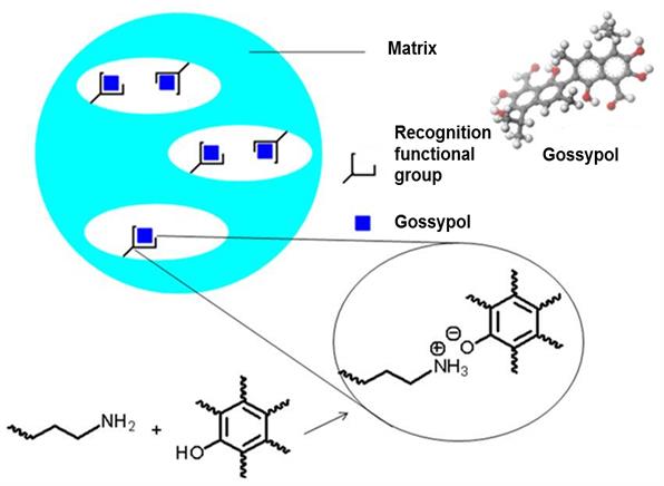 新疆理化所在棉酚分子印迹聚合物研究方面取得