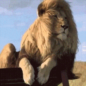 段子哥每日精选笑图!