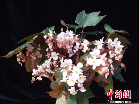 三裂秋海棠 中国科学院昆明植物研究所供图 摄