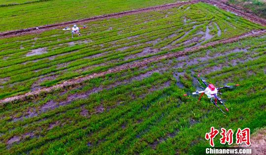 新型植保无人机具有GPS导航、定点定高、自动返航等先进功能。3月28日摄 赵春亮 摄