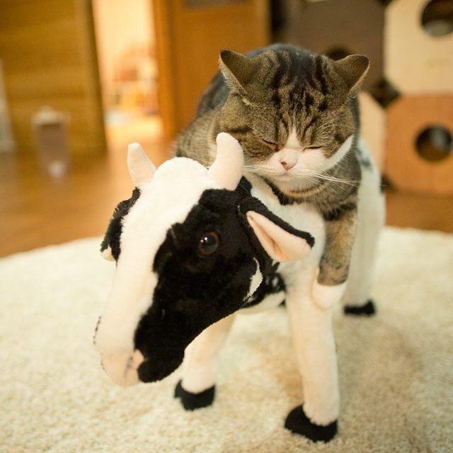 日本小猫夺Youtube人气冠军 钻盒子视频俘获全