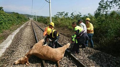 台铁员工及警方合力将牛从铁轨移除。图片来源：台湾联合新闻网。