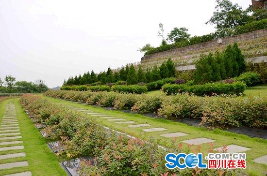 四川免费提供2449个生态墓位 申请者可打电话