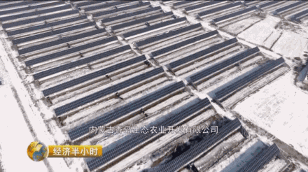 央视曝光:政府闭门造车!呼和浩特数千亩大棚撂