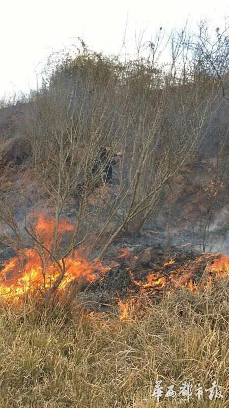 四名游客野外做饭引发山火 民警救火被烧伤|火