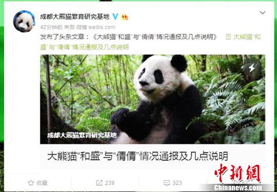 成都大熊猫繁育研究基地微博截图。　钟欣　摄
