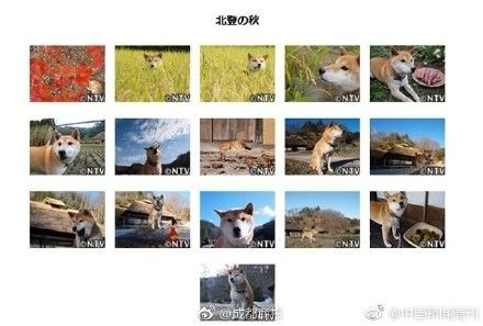 还记得这张柴犬狼狗?这只16岁柴犬北登去图表情动搞笑图片