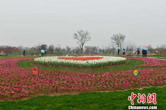 游客冒雨来到枝江同心花海赏花 钟欣 摄