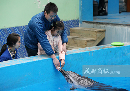 4月2日是世界自闭症日。3月28日上午，9岁的晨晨在成都进行了自己第一次海豚辅助治疗。