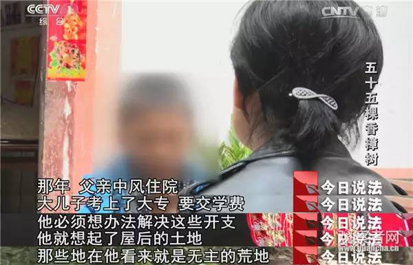 原来在中国案子还能这么判!|张树添|樟树|植物