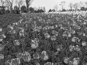 泰州秋雪湖将办首届吉祥花展|泰州|花展|吉祥