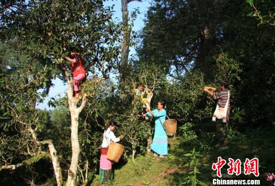 图为村民采摘茶叶。 钟欣 摄