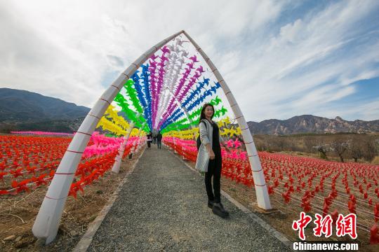 30万个风车旋转在紫云仙谷,吸引了不少民众合影留念。 宋鹏飞 摄