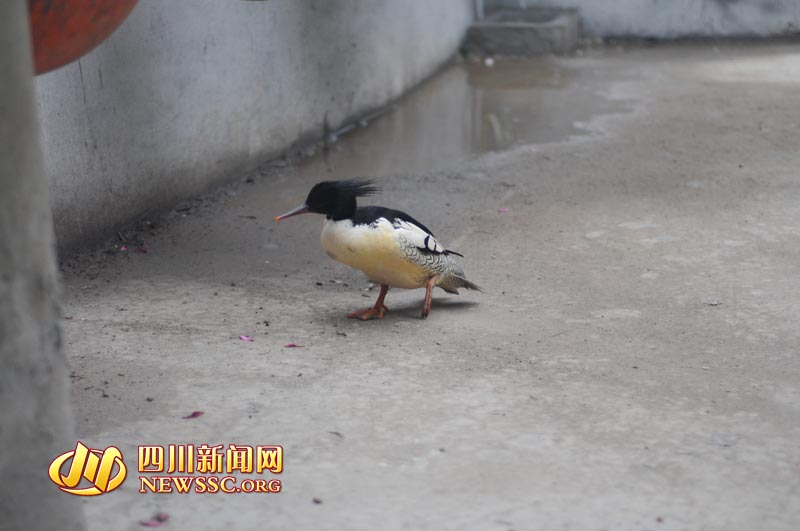 中华秋沙鸭