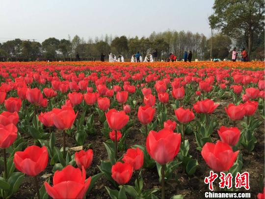 280万株郁金香盛放,美不胜收。 黄莹 摄