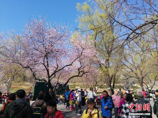 资料图:北京植物园内游人如织,花朵盛放。 <a target=\'_blank\' href=\'http://www.chinanews.com/\' >中新网</a>记者 张尼 摄