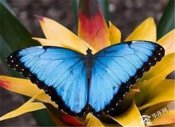 百余种珍贵蝴蝶标本亮相万灵古镇 游客可DIY标本|标本|万灵|蝴蝶_新浪新闻