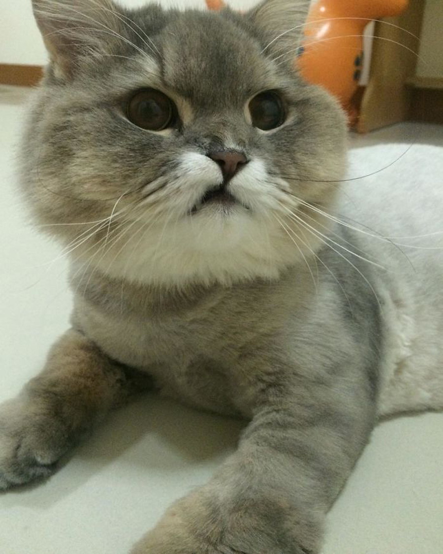 萌猫图片大全大图 IX8z-fycwymx3187005.jpg
