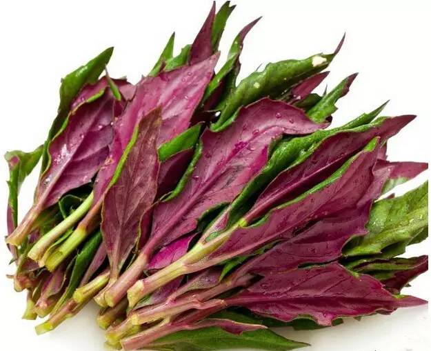 路边的野菜~快来采!重庆主城野菜采摘地图