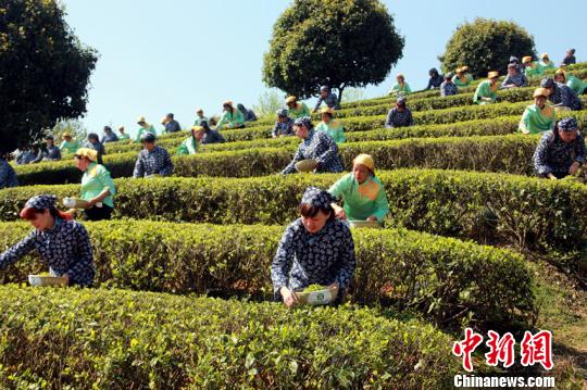 万亩茶园明前新茶正值采摘。 卢文伟 摄