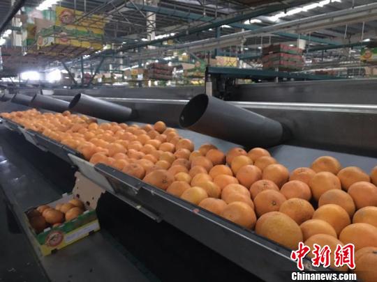 胡柚加工。 李倩倩 摄