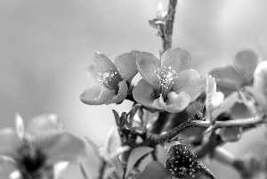 入春乱花迷人眼识花APP能挽救你吗?|植物|樱花