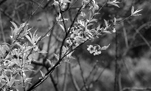 入春乱花迷人眼识花APP能挽救你吗?|植物|樱花