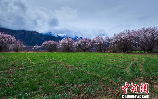 4月2日西藏米林索松村盛开的桃花 何蓬磊 摄