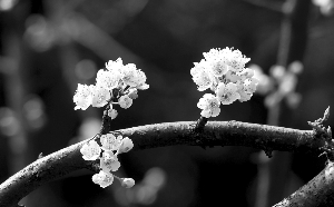 入春乱花迷人眼识花APP能挽救你吗?|植物|樱花