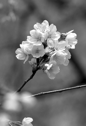 入春乱花迷人眼识花APP能挽救你吗?|植物|樱花