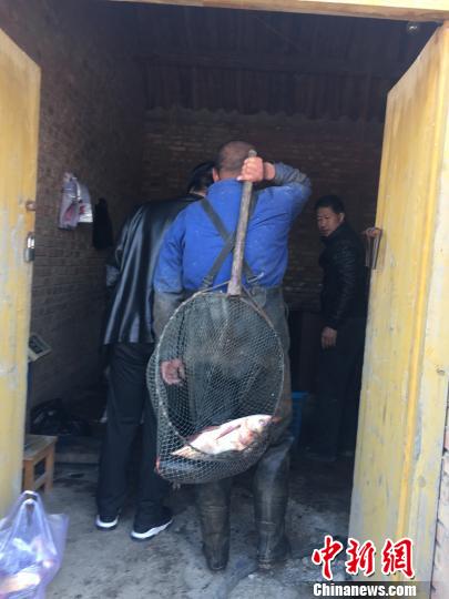 图为刚捕回来的一网大鱼,据渔民介绍,每条鱼大约有近十斤 张玮 摄