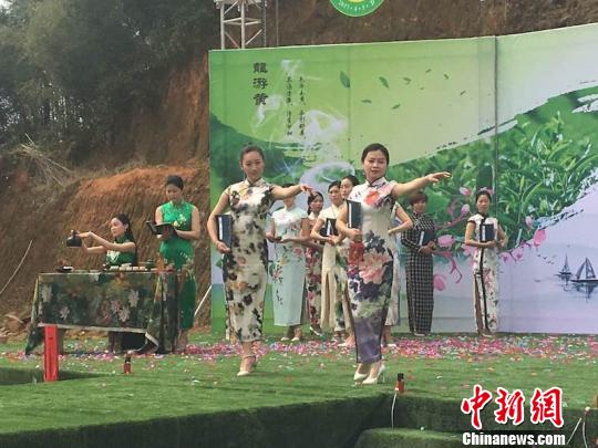 2017龙游黄茶文化旅游节。 李倩倩 摄