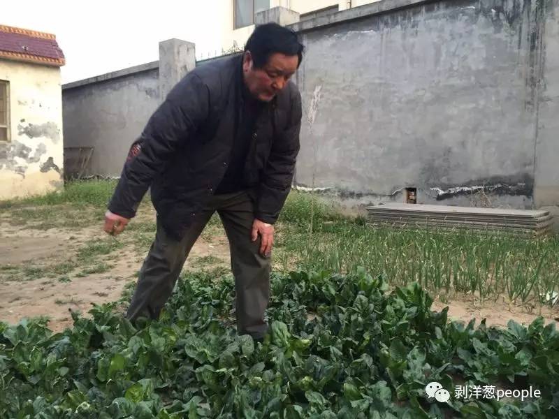 杨全鸿在打理诊所院子里的菜园。