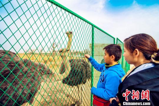鸵鸟在西北地区并不多见,它高大威猛的形象,引起了敦煌民众及游客的极大兴趣。 王斌银 摄