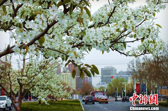 库尔勒市城市主干道两旁梨花盛开,将城市“装扮”更加靓丽。 杨厚伟 摄