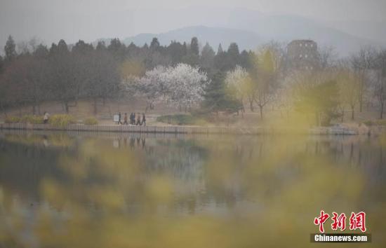 北京市民雾霾天赏春花(资料图)。 中新社记者 刘关关 摄