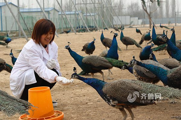 庆云县李博士社区发展孔雀养殖:一枚孔雀蛋卖