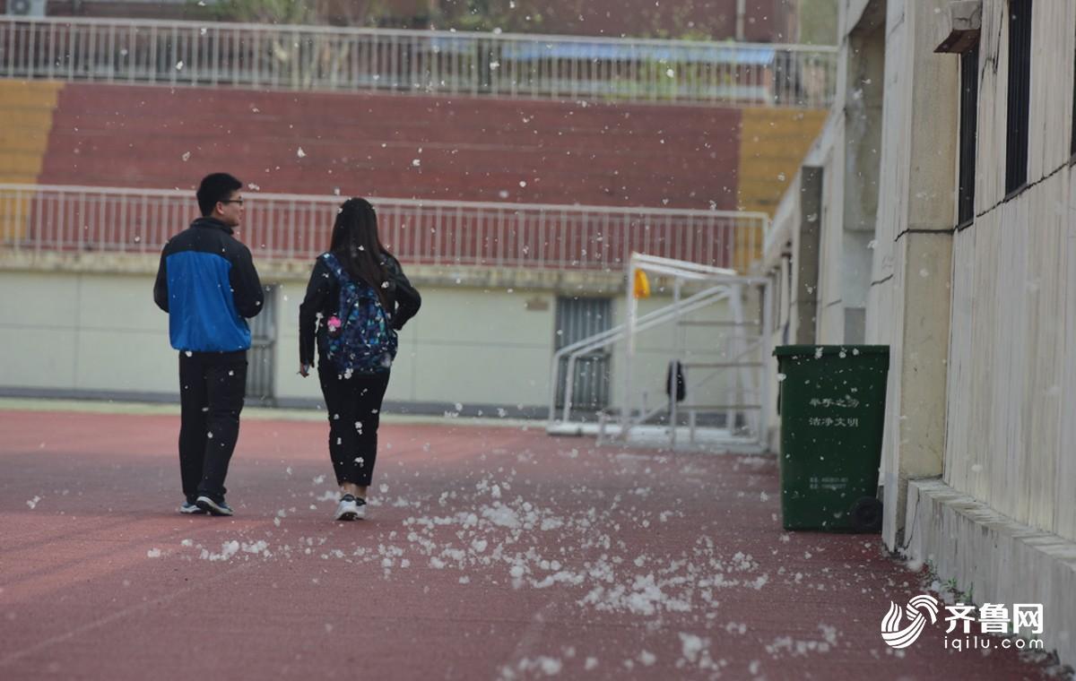 又到柳絮纷飞时!泉城济南四月即飞雪|过敏|柳