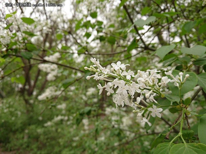 索尼XZs评测:开辟手机摄影新纪元