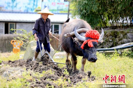 图为农耕园农耕活动。 赖好 摄