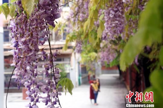 行人从紫藤花瀑下走过。 王昊阳 摄