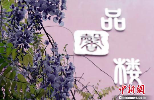 校园内盛放的一片片紫藤如瀑布轻垂。 王昊阳 摄